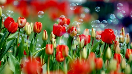 2015318231336_tulips.jpg